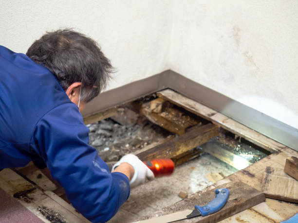 Professional Mold Removal in University Of Pittsburgh Johnstown, PA