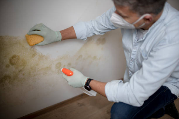 Best Mold Damage Repair  in University Of Pittsburgh Johnstown, PA
