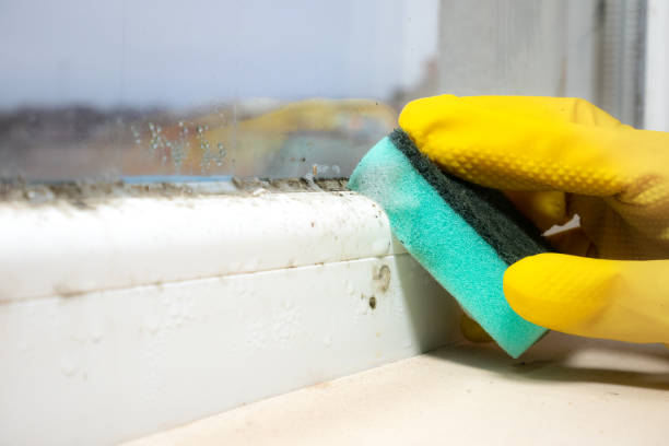 Best Office Mold Removal Services  in University Of Pittsburgh Johnstown, PA
