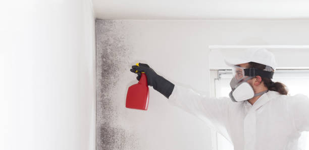 Best Local Mold Removal Service  in University Of Pittsburgh Johnstown, PA