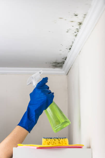 Best Toxic Mold Removal  in University Of Pittsburgh Johnstown, PA