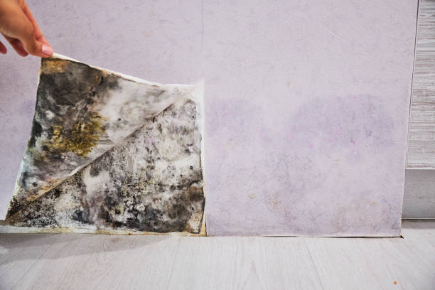 Best Certified Mold Removal  in University Of Pittsburgh Johnstown, PA